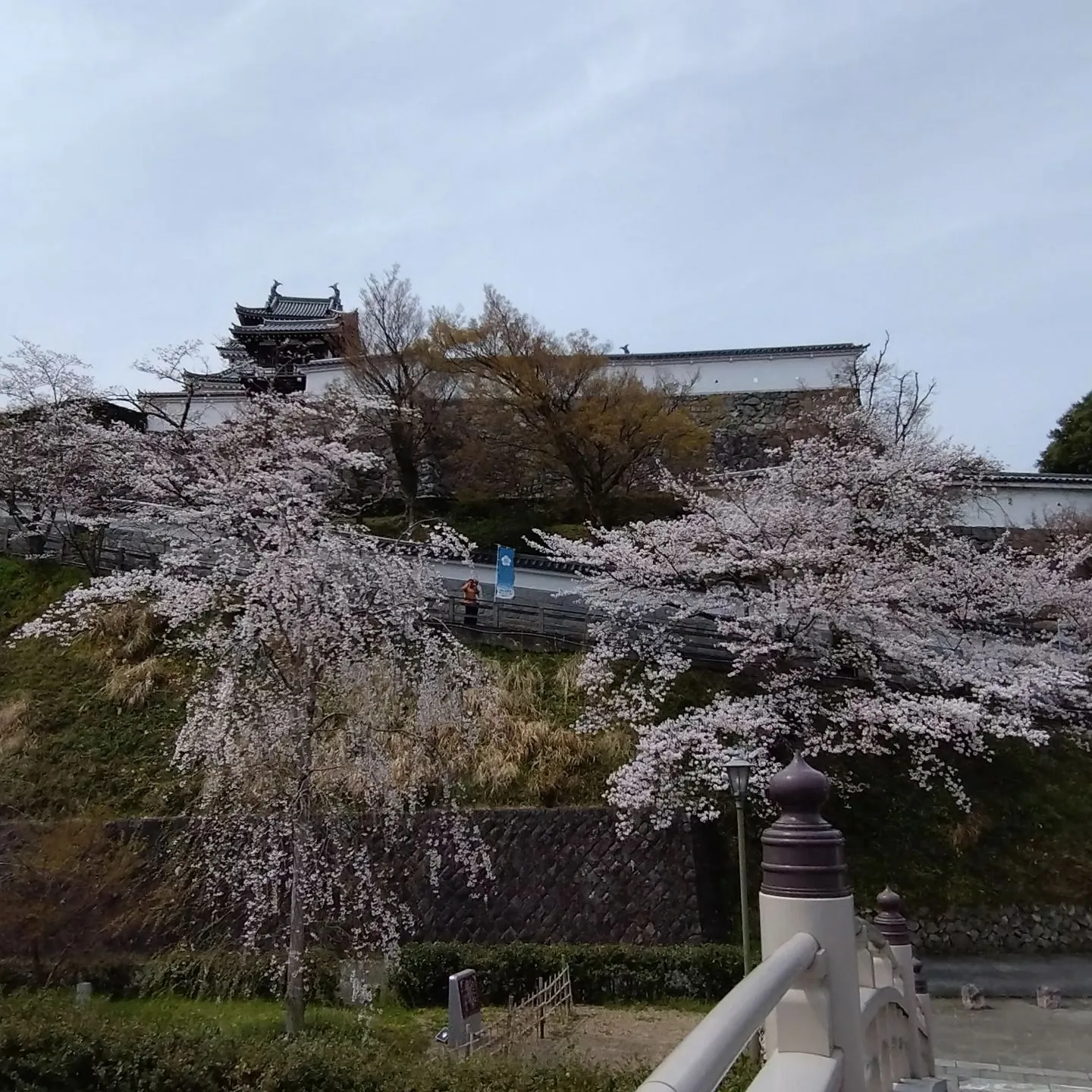 いつもご覧頂きまして誠にありがとうございます