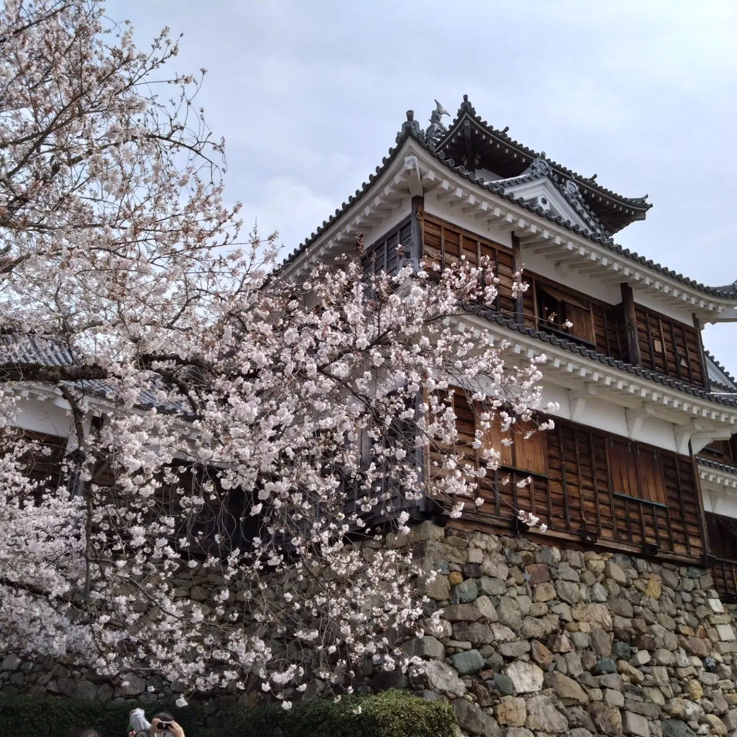 いつもご覧頂きまして誠にありがとうございます