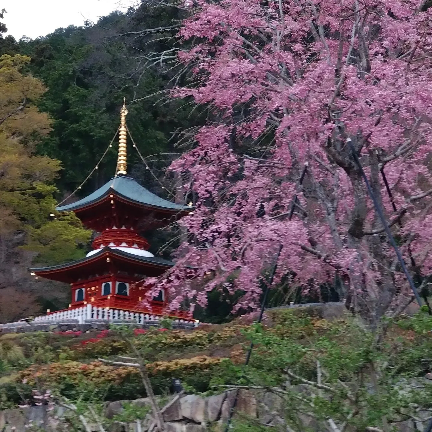いつもご覧頂きまして誠にありがとうございます。