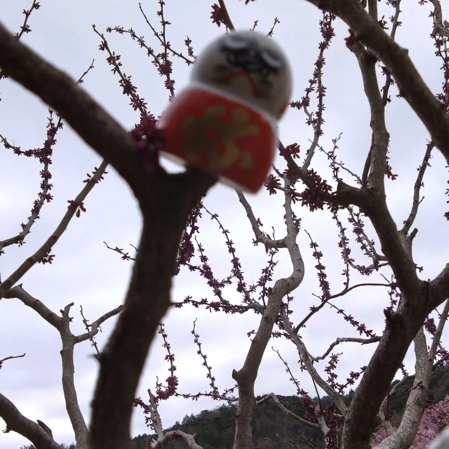 いつもご覧頂きまして誠にありがとうございます。