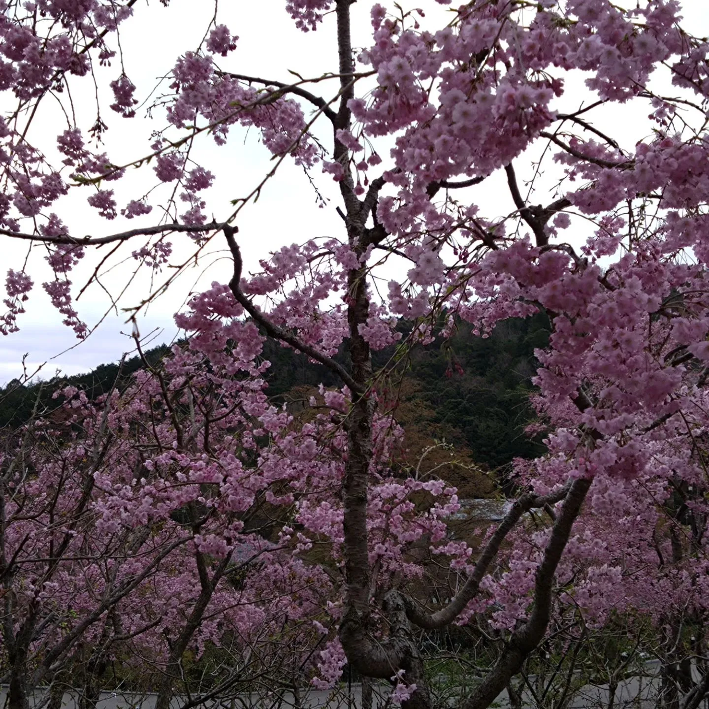 いつもご覧頂きまして誠にありがとうございます。