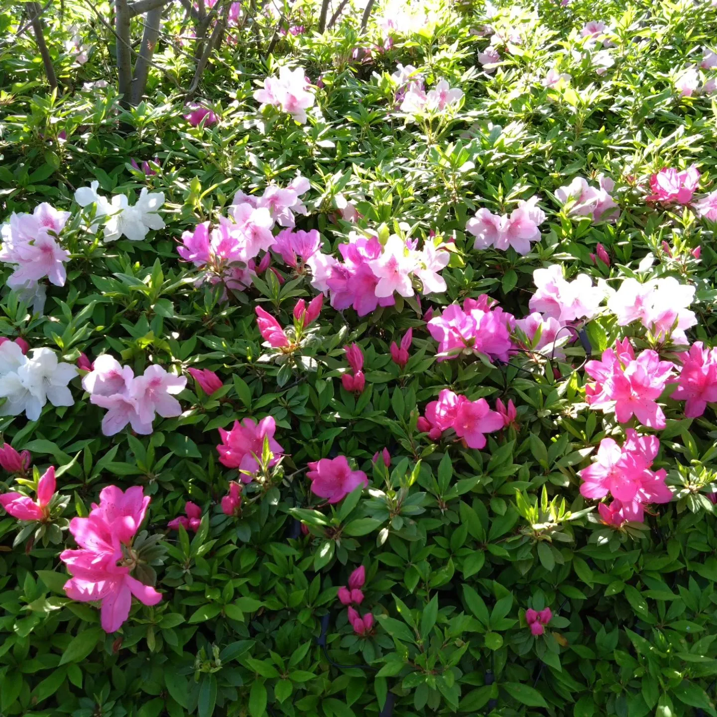 いつもご覧頂きましてありがとうございます。