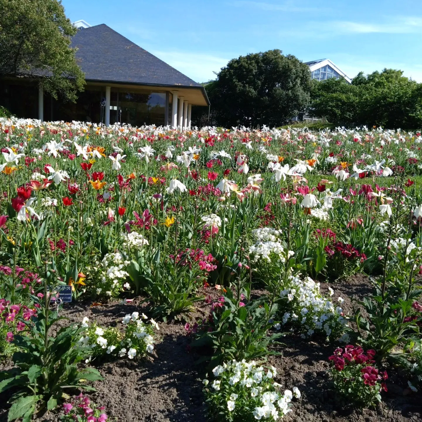 いつもご覧頂きましてありがとうございます。