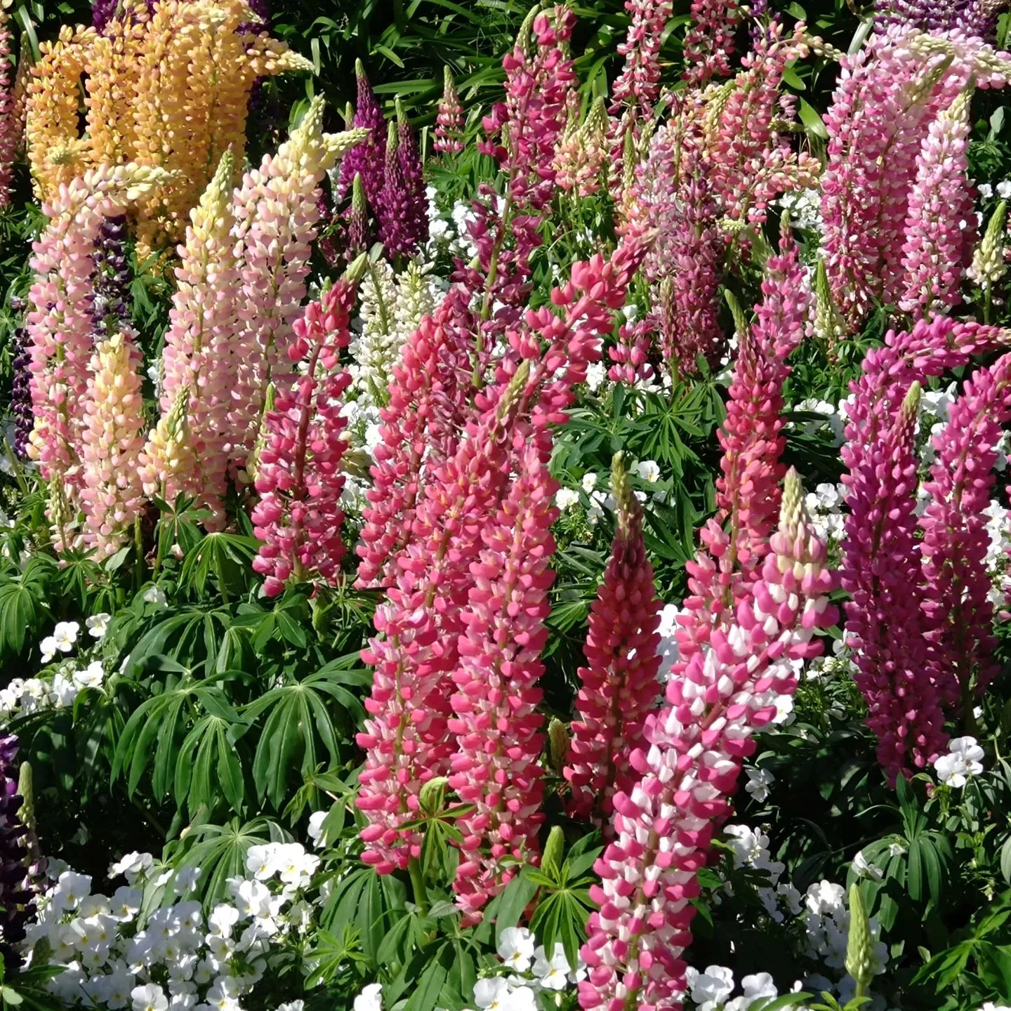 いつもご覧頂きましてありがとうございます。