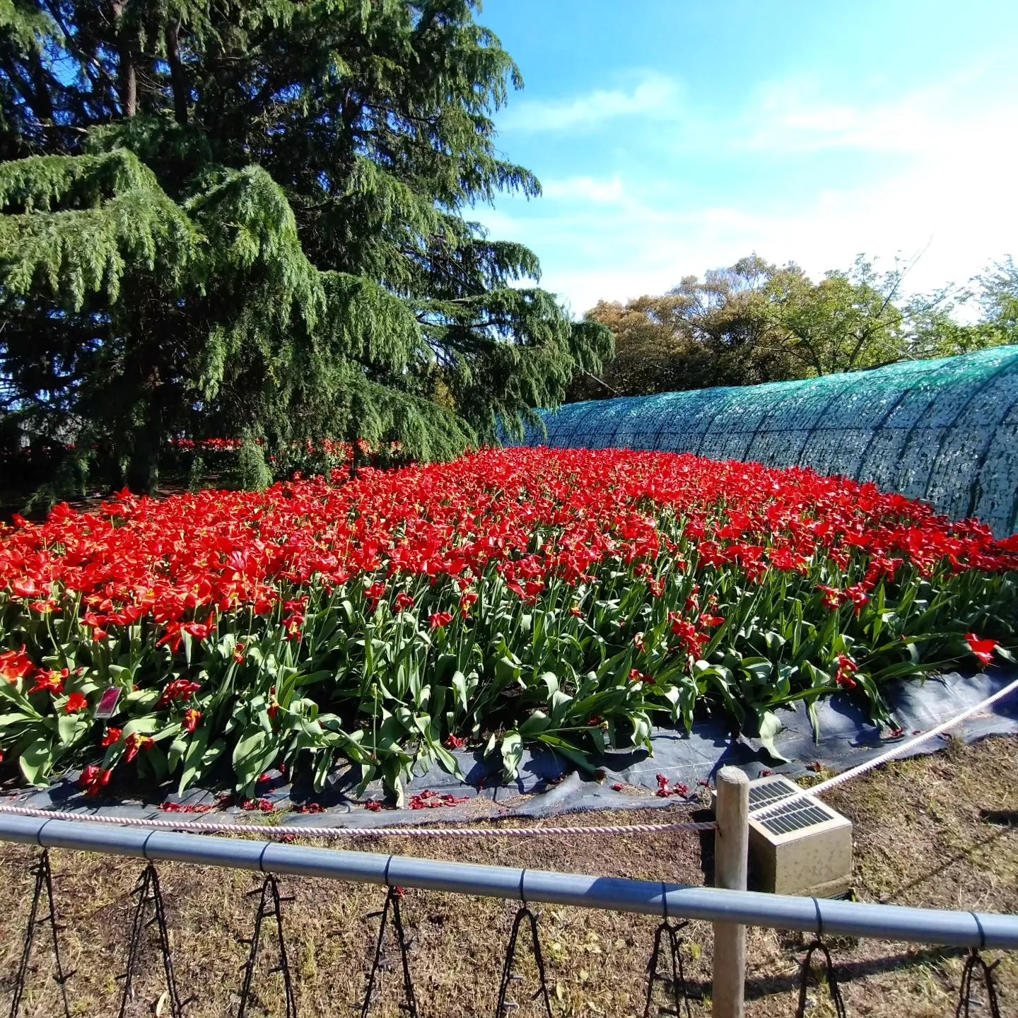 いつもご覧頂きましてありがとうございます。